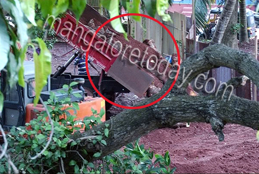 contractor   felling tree 1